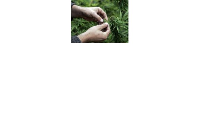 65% minder landbouwgrond besteed aan Cannabis in Marokko