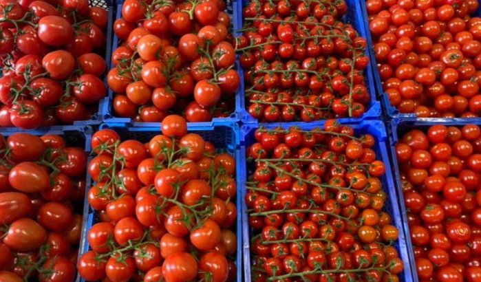 Gevaarlijke Marokkaanse tomaten van de markt gehaald in Nederland