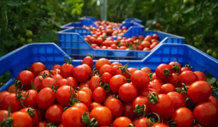 Marokko stormt wereldtop binnen als tomatenexporteur