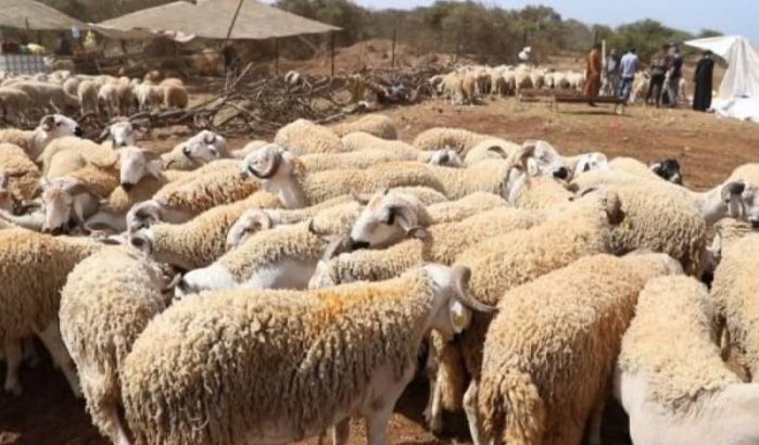 Eid ul-Adha: drijven wereld-Marokkanen prijs schapen op?