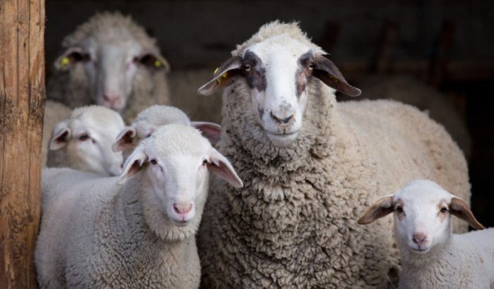 Datum Eid ul-Adha in Nederland volgens wetenschappelijke berekeningen