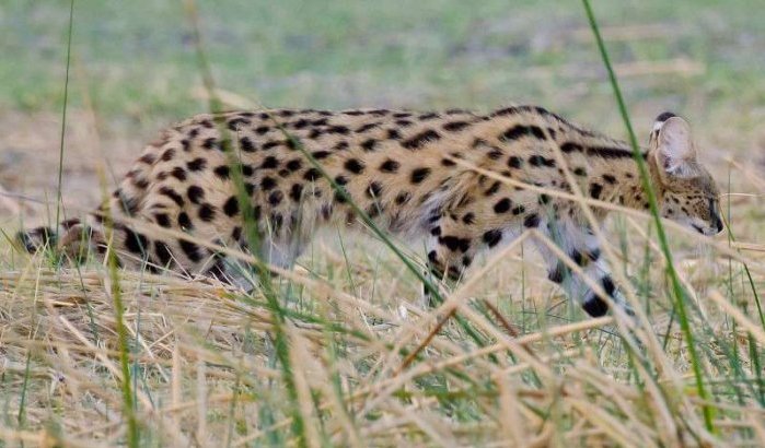 Wandelaar ontmoet 'uitgestorven' Serval in de Marokkaanse Atlas 