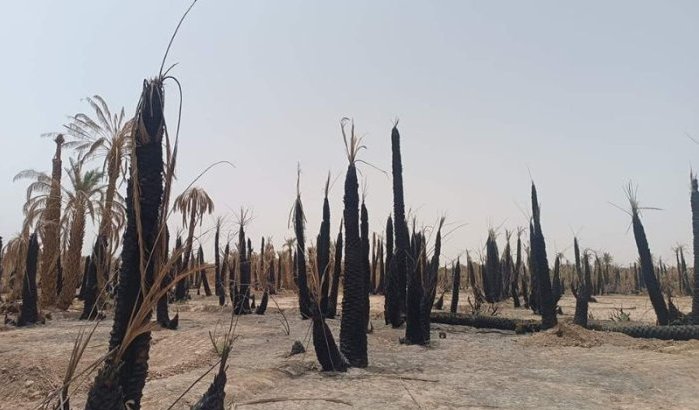 Marokko: grootste oase van Afrika droogt op