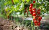 Algerije wil Marokko van troon stoten op Europese tomatenmarkt