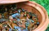 Tajine met aubergine