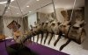 Marokko: resten dinosaurussen geplunderd