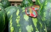 Spaanse boer geeft watermeloenen gratis weg uit protest tegen "Marokkaanse invasie"