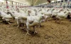 China verbiedt import Marokkaans pluimvee