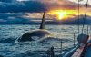 Orka's voor kust Marokko kalmer, aanvallen dalen
