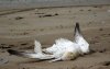 Massale vogelsterfte bij Tanger: vuilstortplaats verdacht