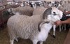 Datum Eid ul-Adha 2025 in Nederland en België