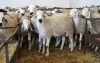 Eid ul-Adha: verwachte datum in Marokko