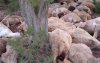 Marokkaanse herder verliest kudde door blikseminslag