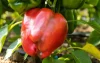 Marokkaanse paprika's uit schappen gehaald in Europa
