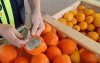 Politie betrapt Marokkanen met 1500 kilo hasj in nep sinaasappelen