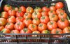 Tomatenstrijd: Nederland te sterk voor Marokko 