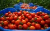 Klacht tegen Carrefour wegens tomaten uit Marokkaanse Sahara