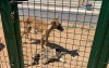 Marokko geschokt door video's van dierenmishandeling door tieners