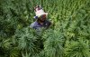 Marokko verscheept cannabis naar Australië