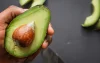 Avocado-oorlog gewonnen: Marokko breekt Europees prijsdictaat