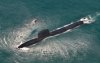 Marokkaanse koopt in Franse onderzeeërs
