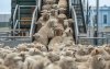Marokko wil 600.000 schapen importeren voor Eid ul-Adha