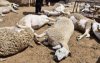 Mysterie rond dode schapen in Berrechid opgelost