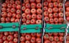 Tomatenprijzen in Marokko opnieuw gestegen