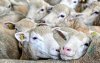 Eid ul-Adha: Marokko neemt belangrijke beslissing