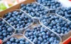 Marokko grootmacht in blauwe bessen geworden