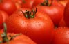 Marokko domineert wereldwijde tomatenmarkt