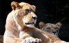 Zoo Rabat