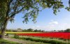 Wassenaar