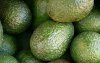 Marokkaanse groene goud in gevaar
