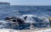 Zeilboot gezonken door orka-aanval bij Marokko