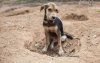 Gevaarlijke parasiet gevonden bij honden in Marokko