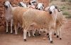 Eid ul-Ada: schapen dit jaar nog duurder in Marokko