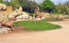 Dierentuin in Marokko, een dure droom 
