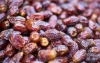 Dadel wordt luxeproduct tijdens Ramadan in Marokko