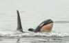 Baby-orka gered van strandgangers in Nador (video)