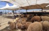 Markten gesloten, nergens schapen in Noord-Marokko