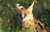 Serval zorgt opnieuw voor paniek in Marokko