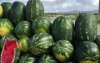 Boeren in Tata smeken om opheffing watermeloenverbod