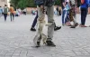 Chaos op Djemaa el-Fna: toeriste na aanval van aap naar ziekenhuis