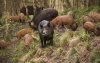 Wilde zwijnenplaag zaait angst in oases van Dadès