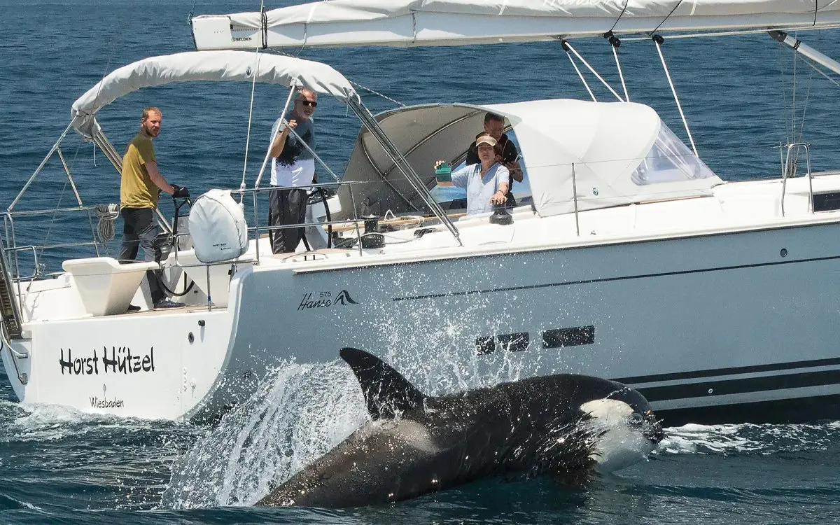 Zeiljacht zinkt na orka-aanval nabij Marokkaanse kust