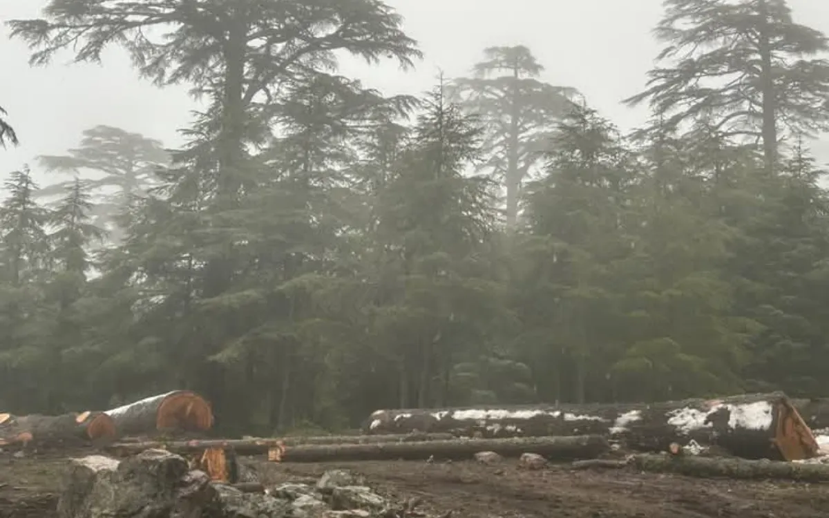 Eeuwenoud bos geofferd voor cannabis en kapvergunningen in Al Hoceima 