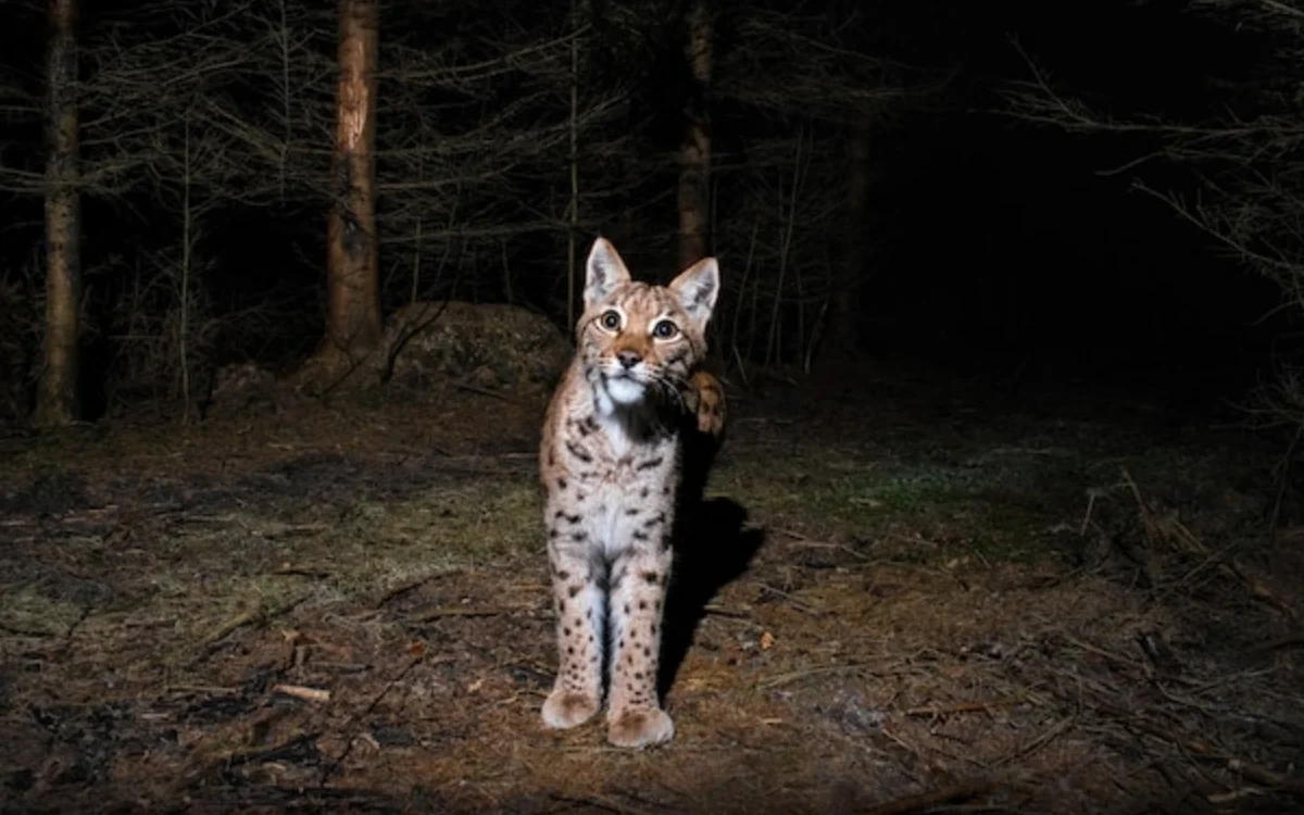 Chaos in Ksar Sghir, wilde kat dringt woning binnen 