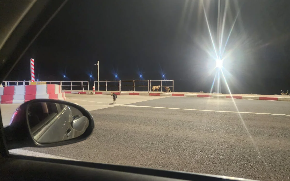 Levensgevaarlijke situatie: zwerfhonden nemen Marokkaanse snelwegen over