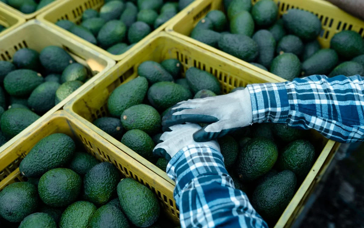 Israëlisch bedrijf investeert miljoenen in Marokkaanse avocado's